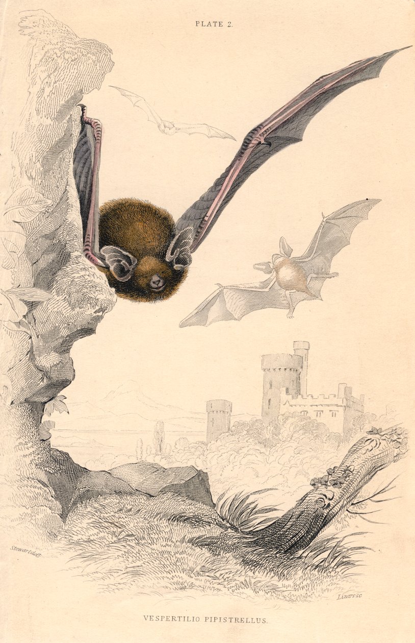 Pipistrelle flagermus Pipistrellus pipistrellus, 1828 af Unbekannt