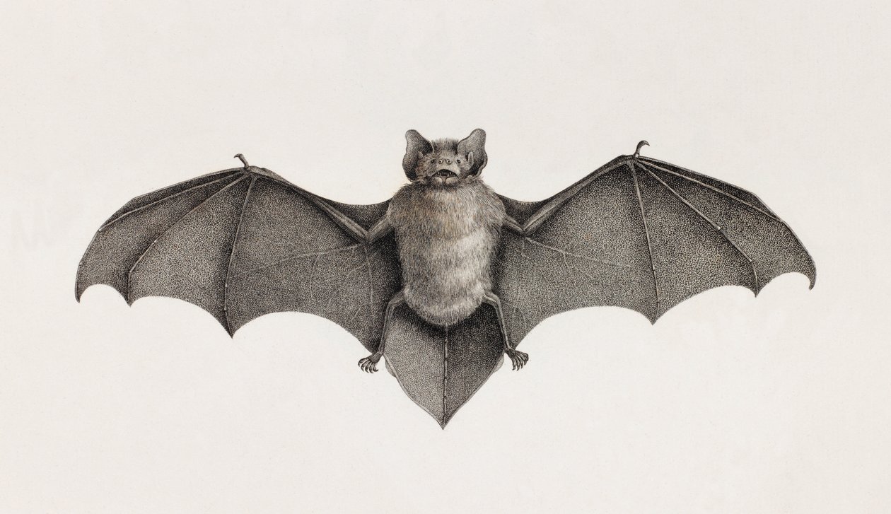 Pipistrelle flagermus, flagermus i Egypten af Unbekannt