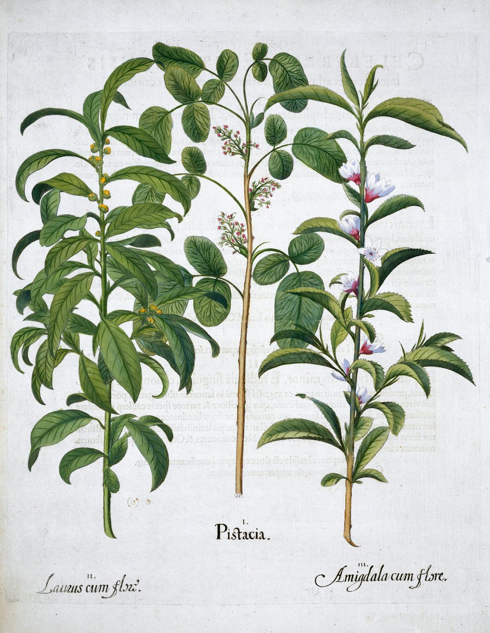 Pistacienød, laurbærtræ Laurus Nobilis og mandel, 1613 af Unbekannt