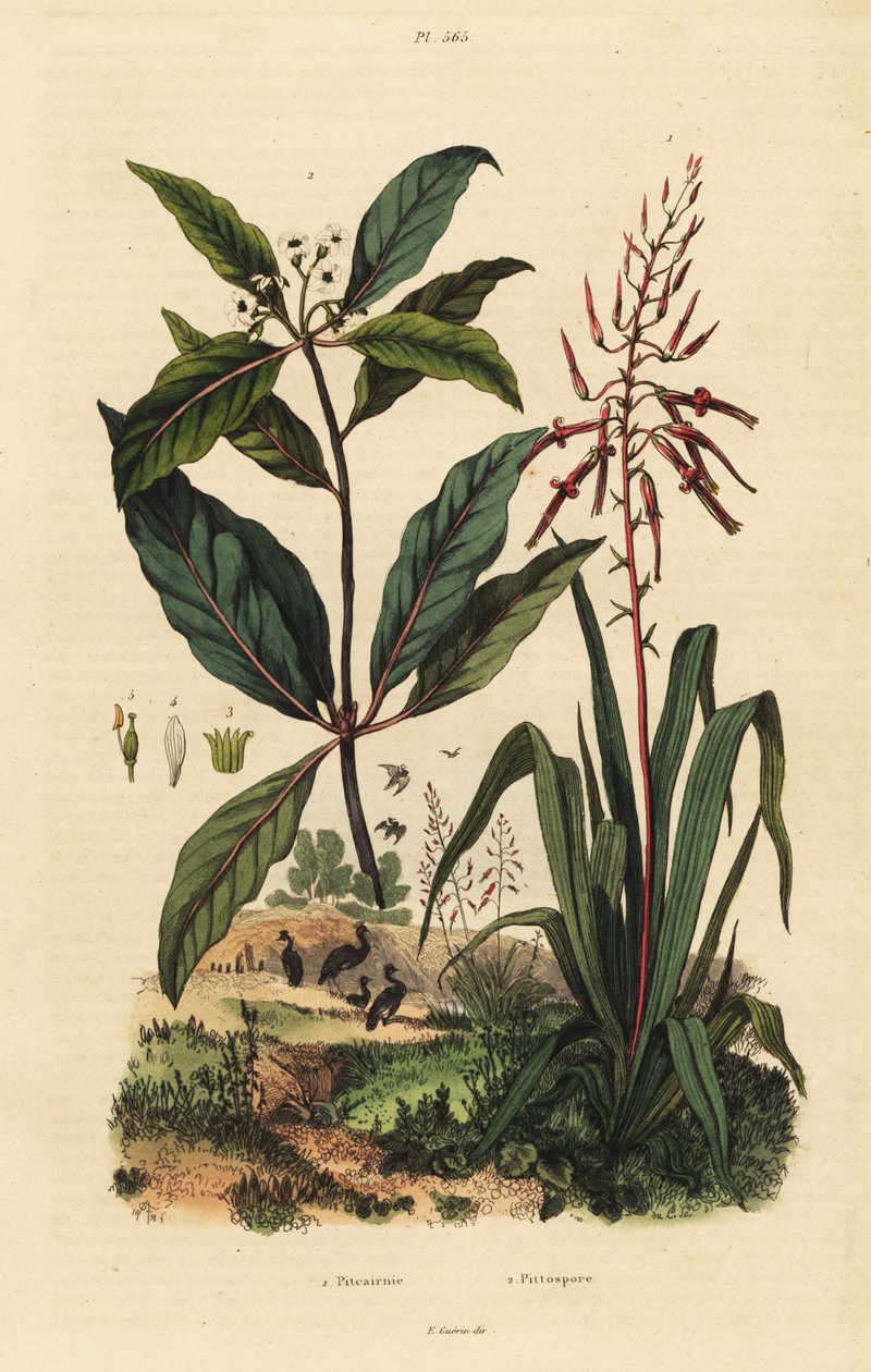 Pitcairnia bifrons 1 og victoriansk bukstræ, Pittosporum undulatum 2 af Unbekannt