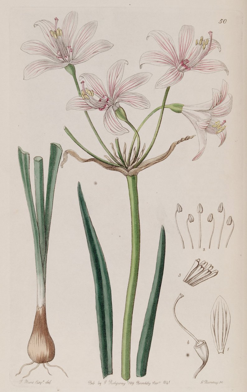 Placea ornata af Unbekannt