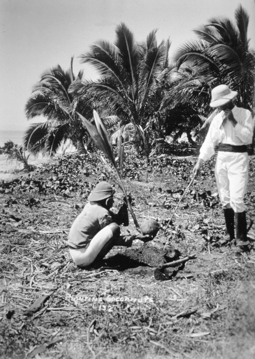 Plantning af kokosnødder, Salomonøen, Fiji, 1905 af Unbekannt