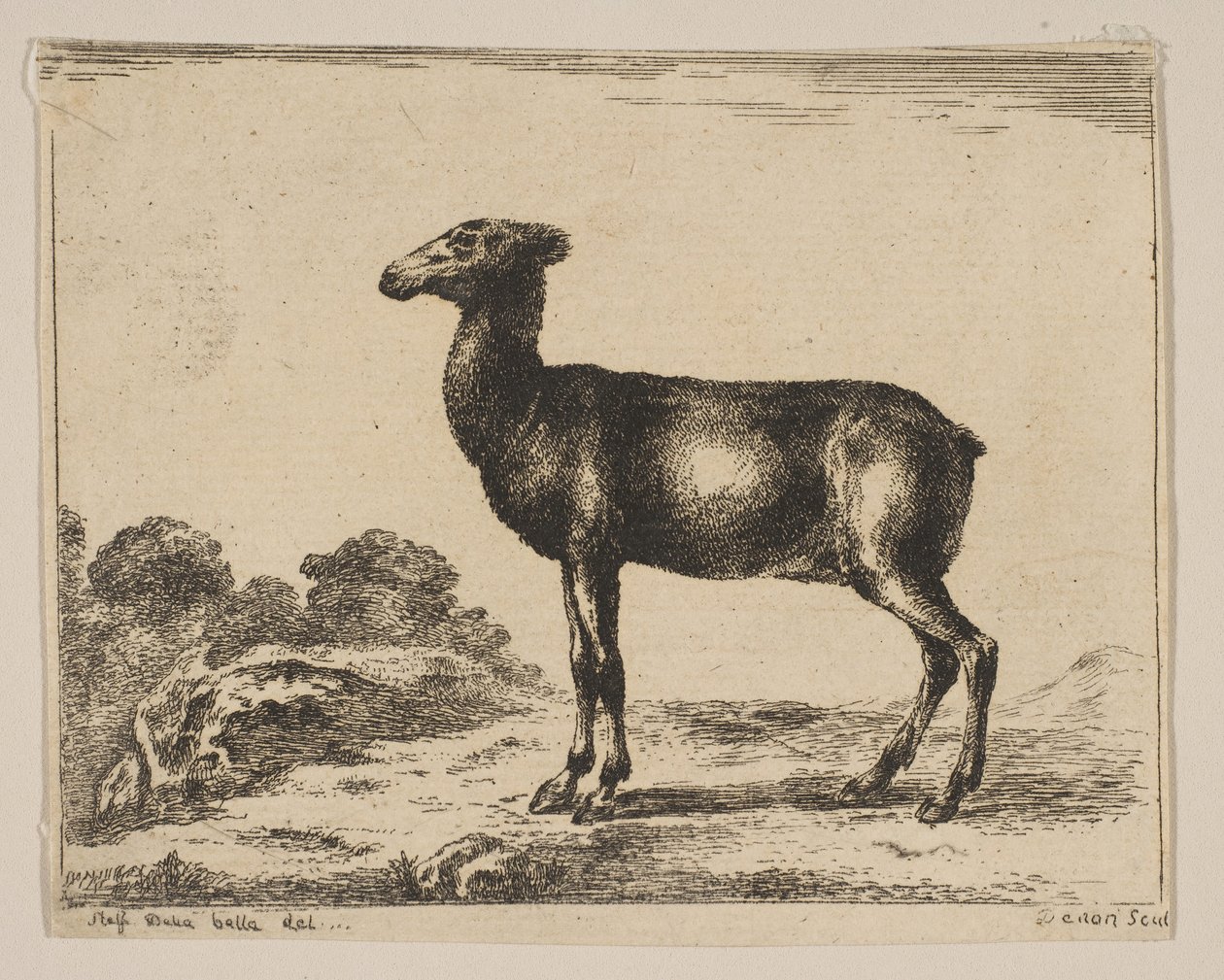 Tavle 15: doe, fra Diverse dyr Diversi animali, efter 1641. af Unbekannt