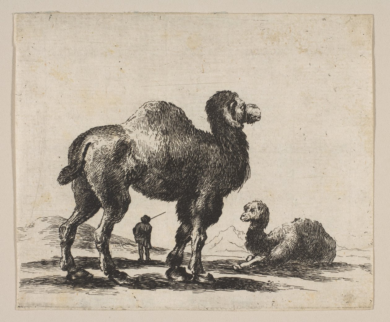 Tavle 17: kameler, fra Diverse dyr Diversi animali, efter 1641. af Unbekannt