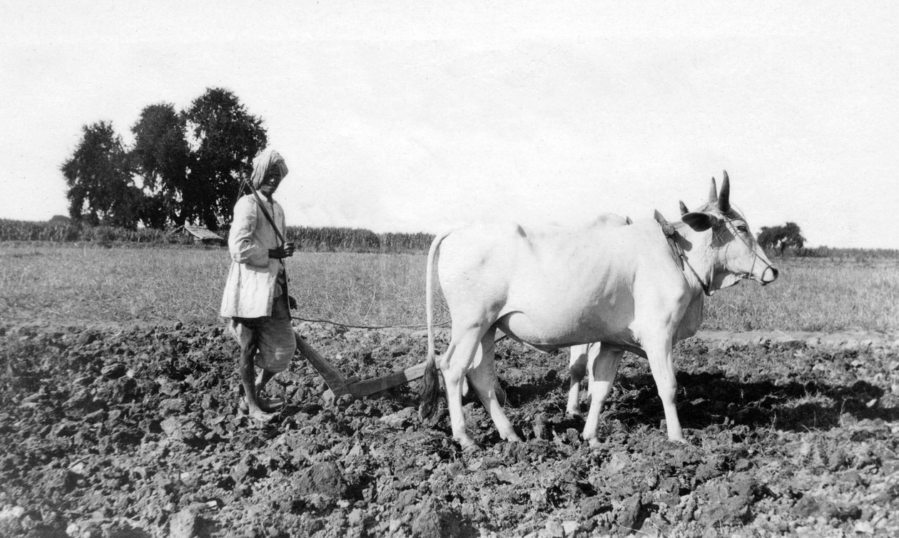 Pløjning i Indien, 1917 af Unbekannt