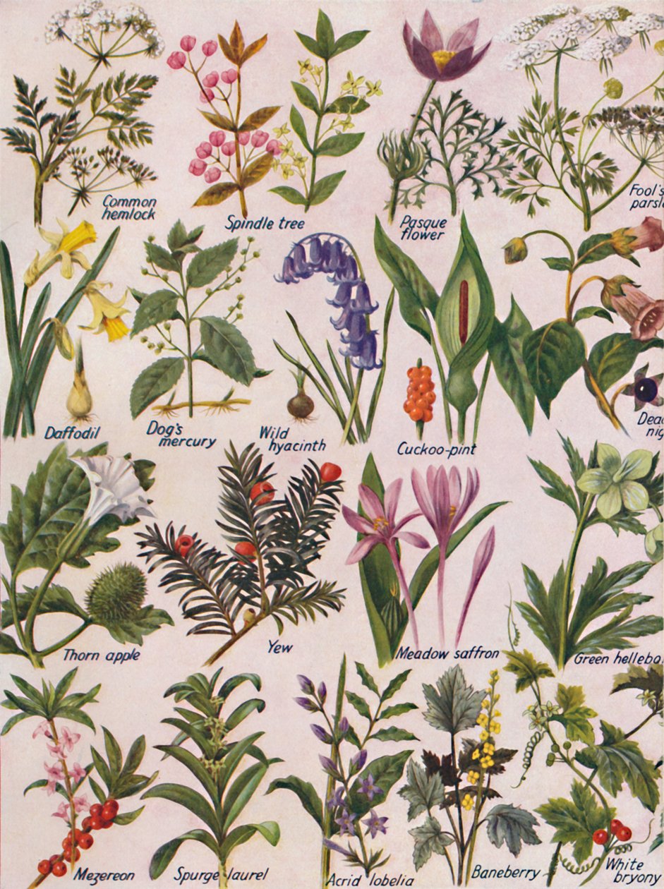 Giftige planter fundet på de britiske øer, 1935 af Unbekannt