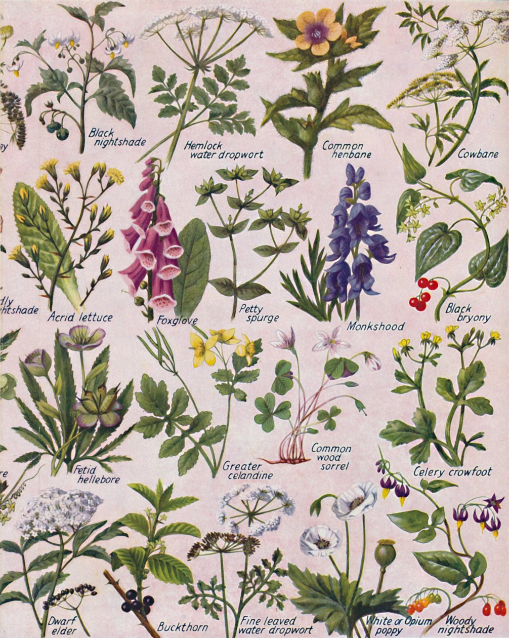 Giftige planter fundet på de britiske øer, 1935 af Unbekannt