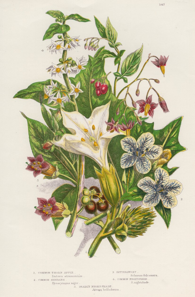 Giftige planter, c1885 af Unbekannt