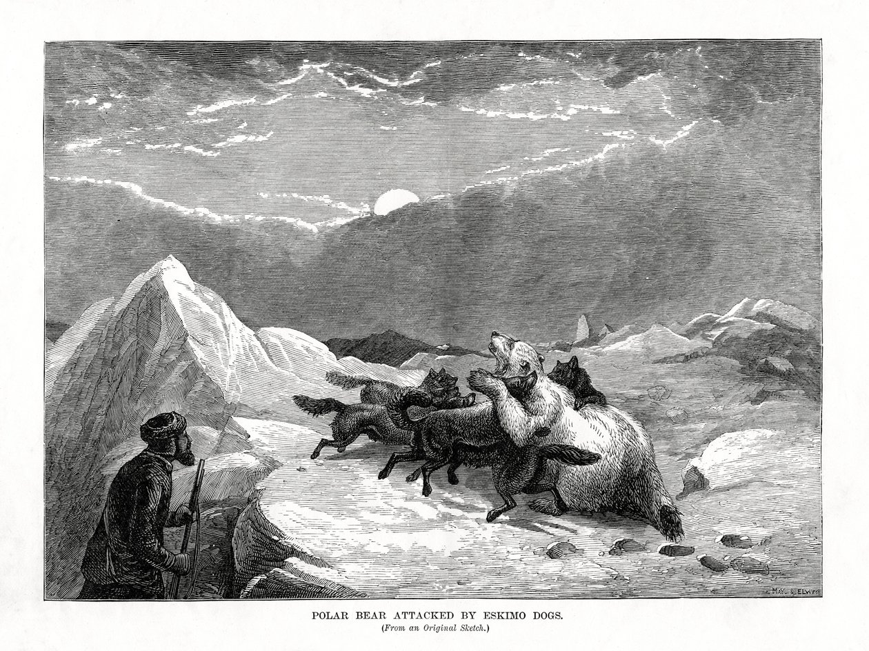 Isbjørn angrebet af eskimohunde, 1877 af Unbekannt