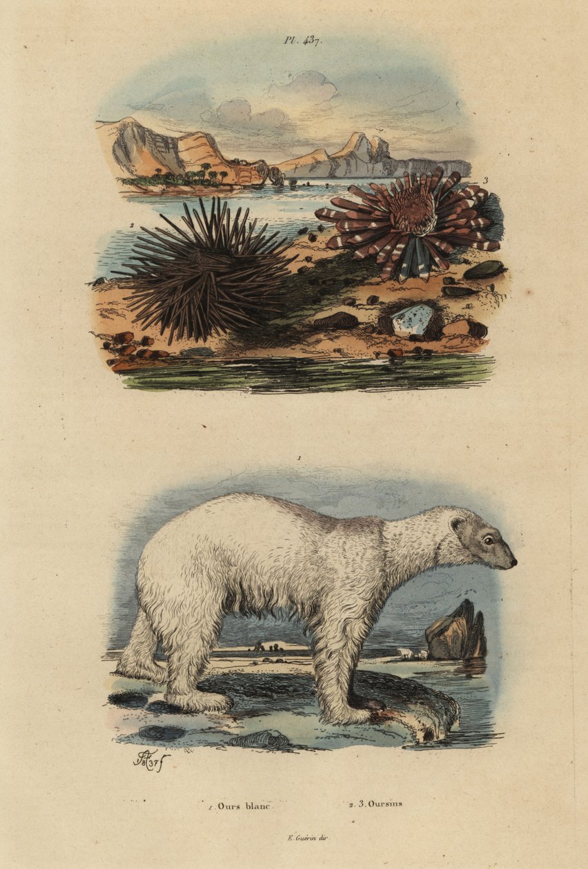 Isbjørn, Ursus maritimus 1, sårbar, spiselig søpindsvin, Echinus esculentus 2 og rød blyantpindsvin, Heterocentrotus mammillatus 3 af Unbekannt