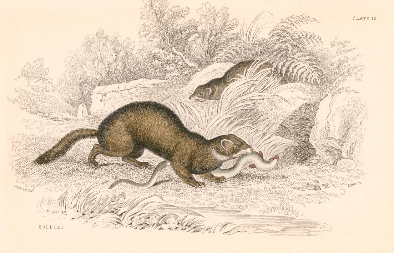 Polecat Mustela putorius, medlem af væselfamilien, 1828 af Unbekannt