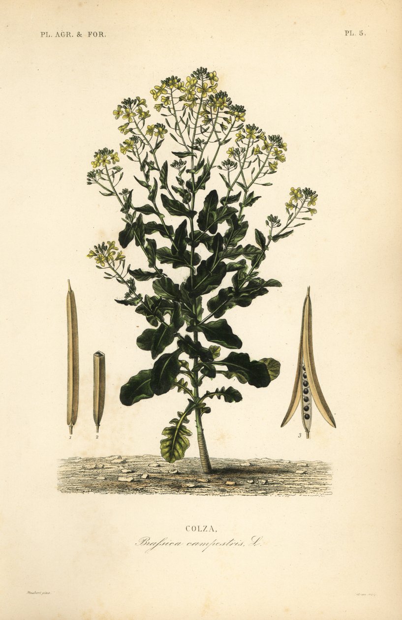 Polsk raps- eller rapsolieplante, Brassica rapa, Brassica campestris, Colza af Unbekannt