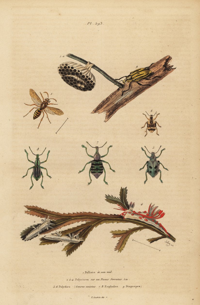 Polistes gallicus, papirhveps og bo, blåsnudebille, Eupholus schoenherri, rodsnudebille, Diaprepes abbreviatus, Polycera søsnegle, Ancula gibbosa, Atlantic ancula, på tang af Unbekannt