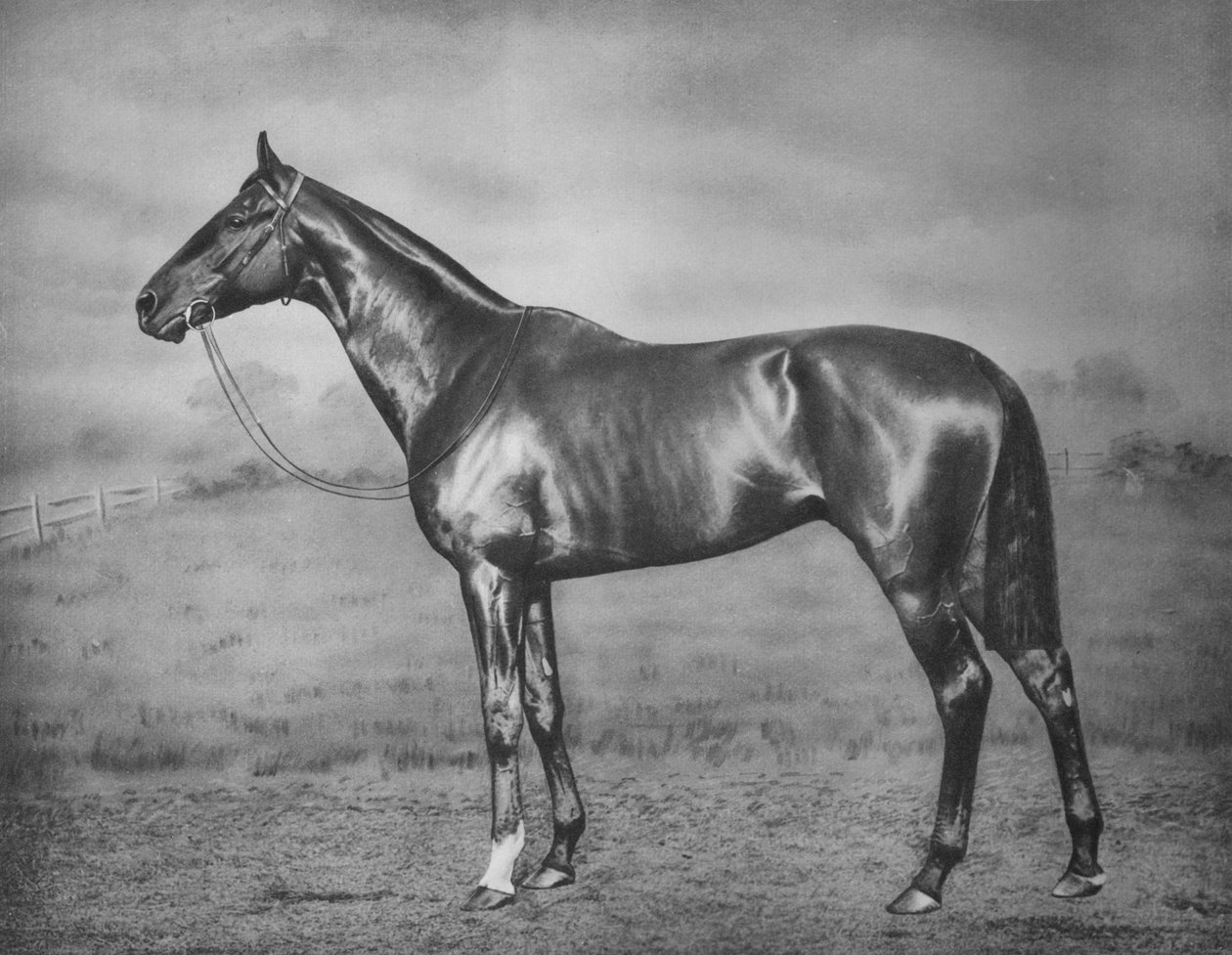 Polymelus, 1902-1924, 1911 af Unbekannt