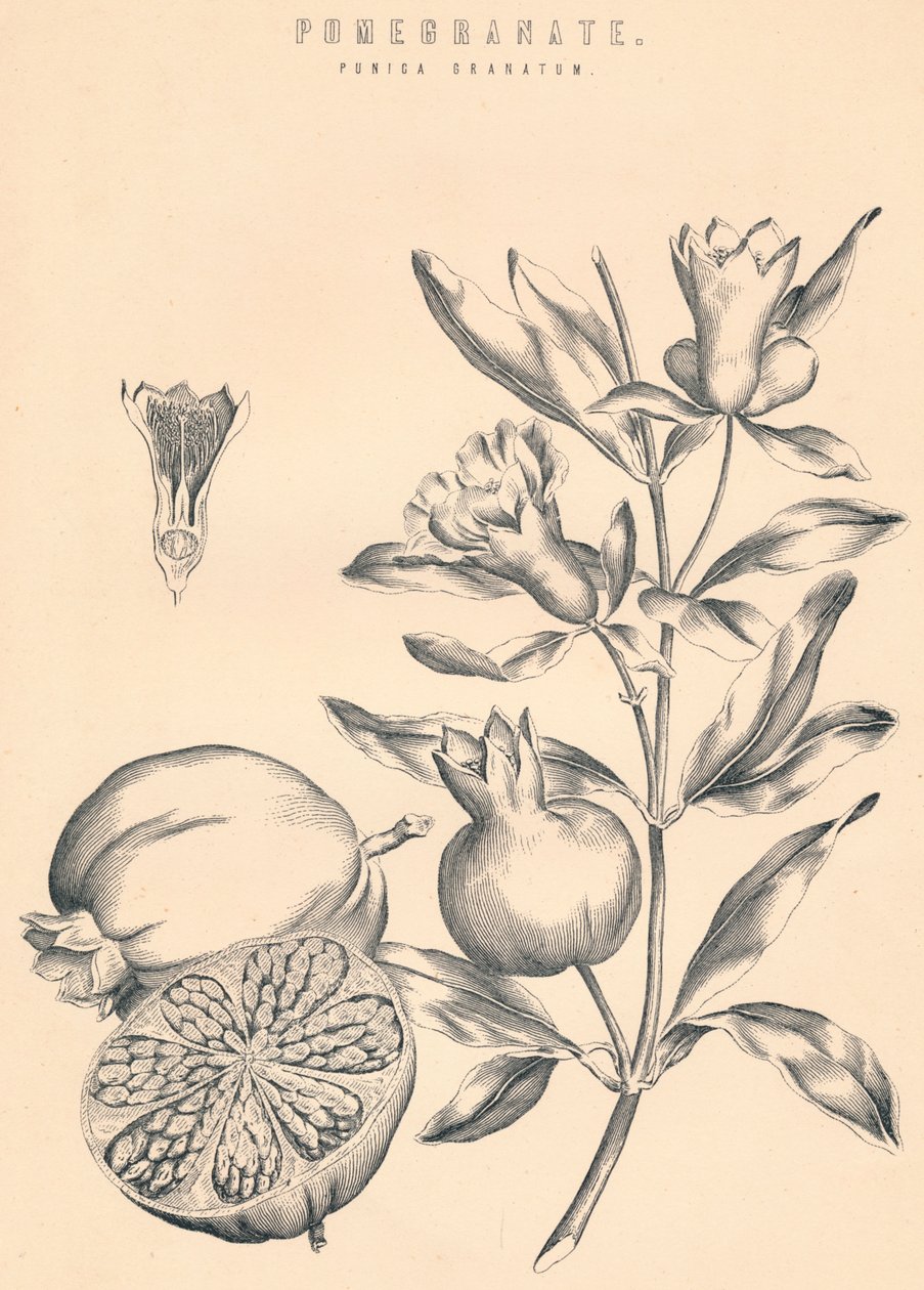 Granatæble, c1800-tallet af Unbekannt