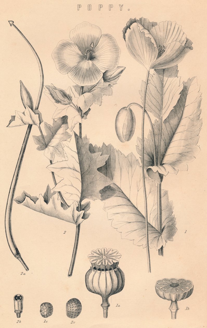 Valmue, c1800-tallet af Unbekannt
