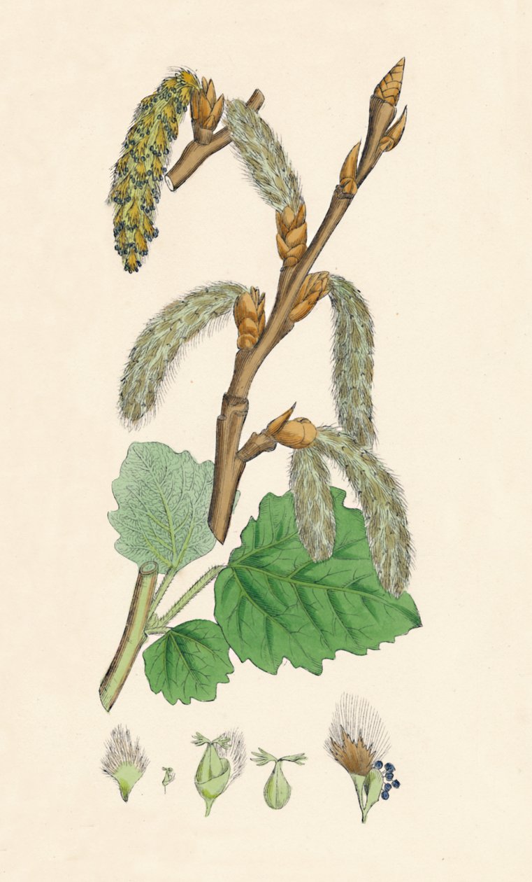 Populus canescens. Grå poppel, 1800-tallet af Unbekannt