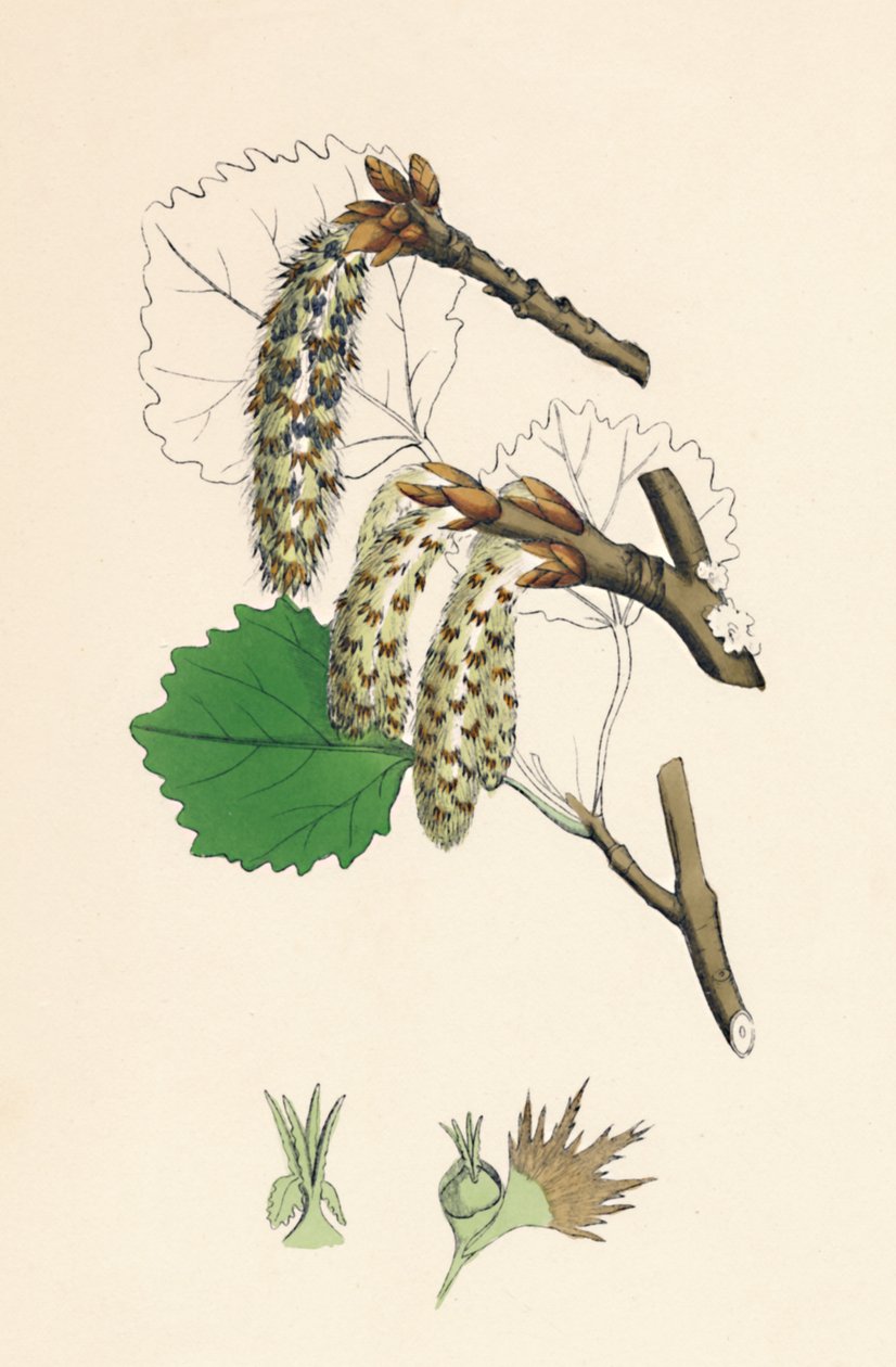 Folket rystede. Aspen, 1800-tallet af Unbekannt