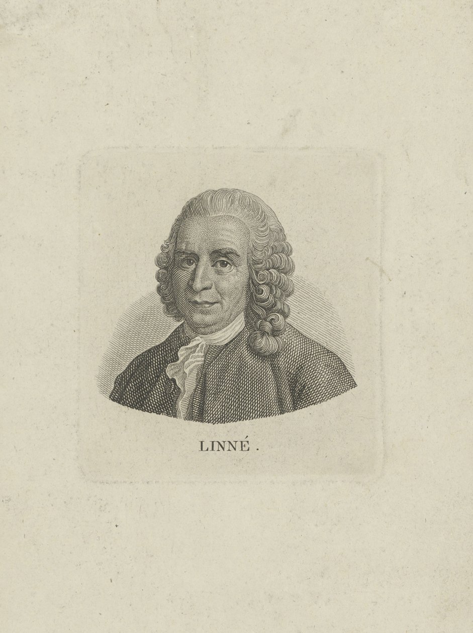 Portræt af Carl Linnaeus 1707-1778, ca. 1780. af Unbekannt