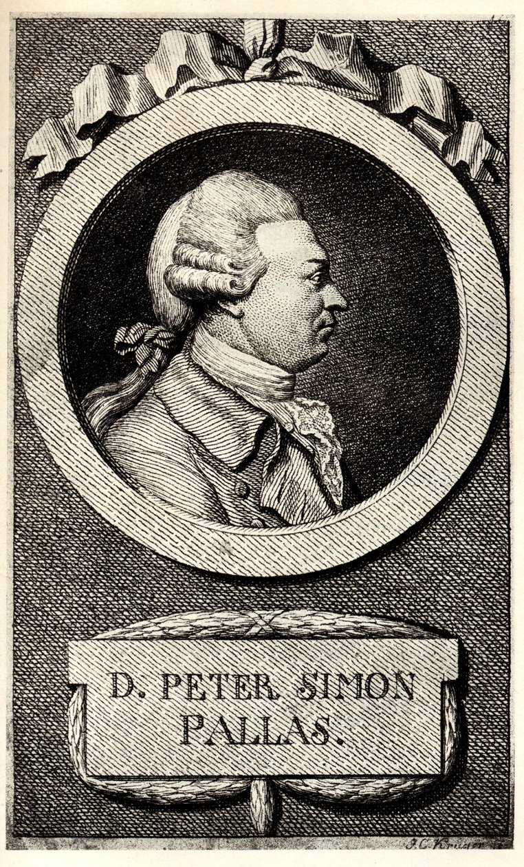 Portræt af zoologen og botanikeren Peter Simon Pallas 1741-1811, begyndelsen af det 19. af Unbekannt