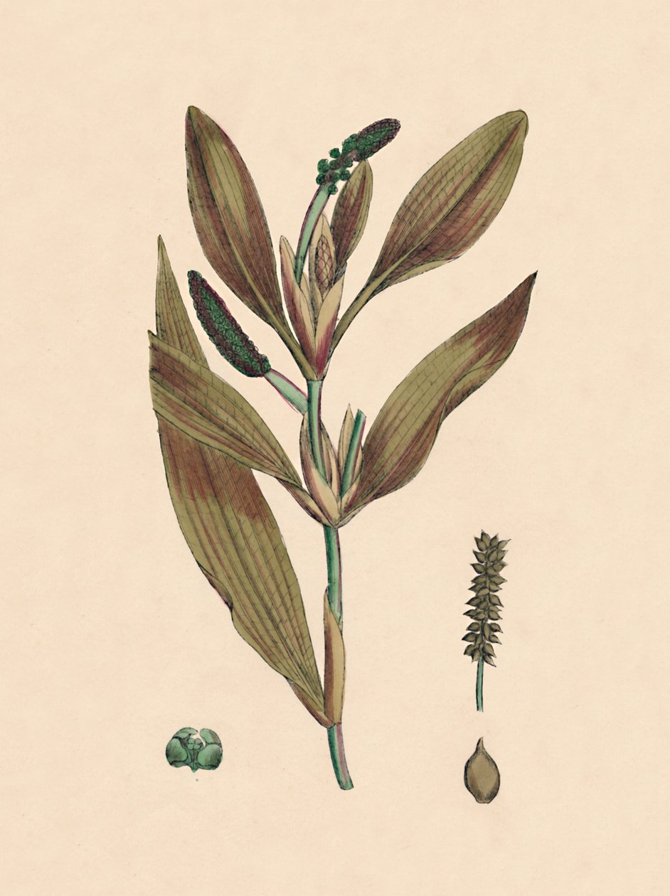 Potamogeton rufescens. Rødlig søle, 1800-tallet af Unbekannt