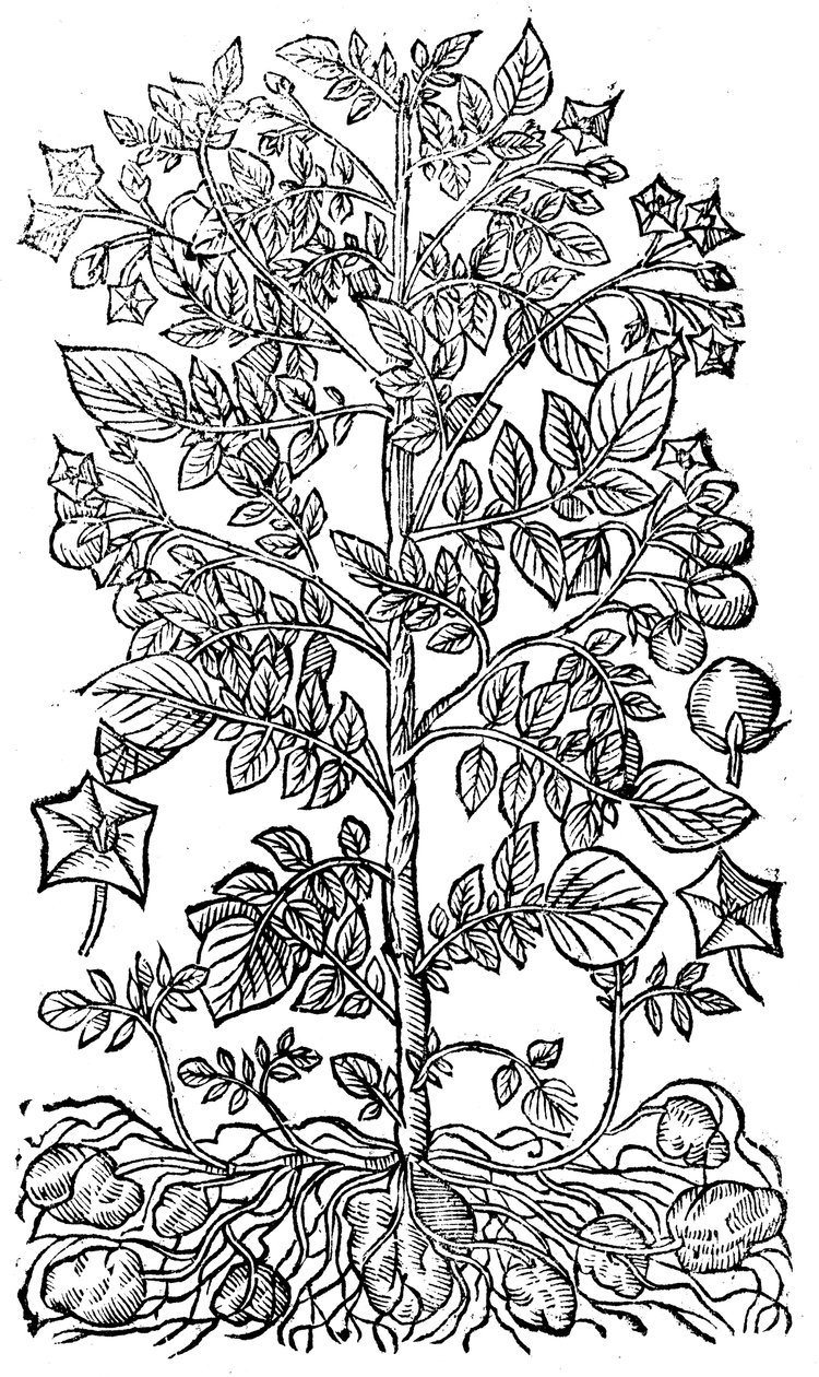 Kartoffel, 1640 af Unbekannt