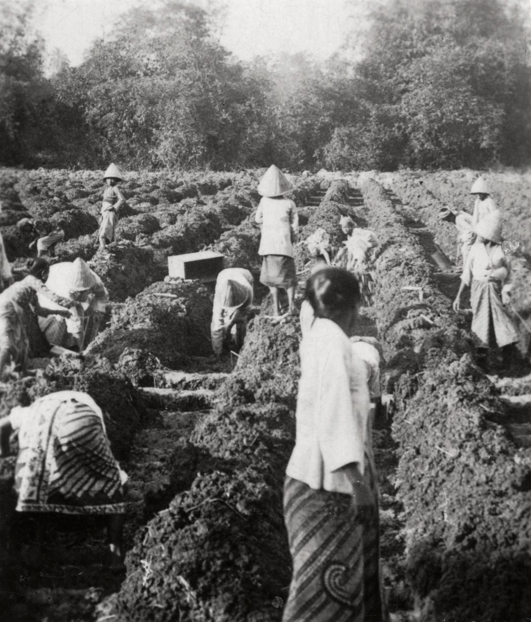 Klargøring af kunstvandingskanaler på en sukkerplantage, Java, Hollandsk Ostindien, 1927 af Unbekannt