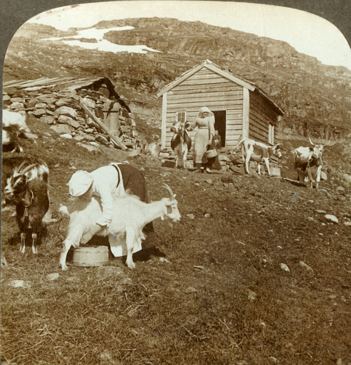 Smukke norske piger, der passer køer og geder på Haukeli Mts, Norge, c1905. af Unbekannt