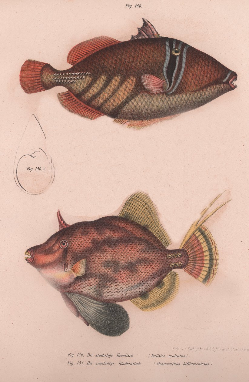 stikkende hornfisk Batistes aculeatus, Monacanthus bifilamentosus, ca. 1850