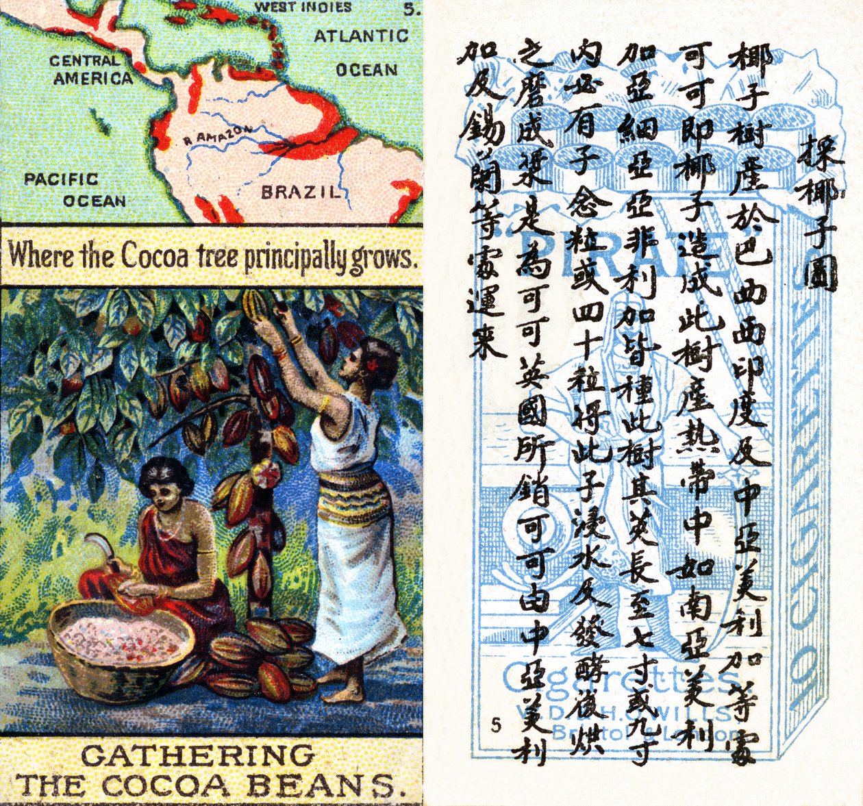 Hovedområder for produktion af kakao, fra serien af 