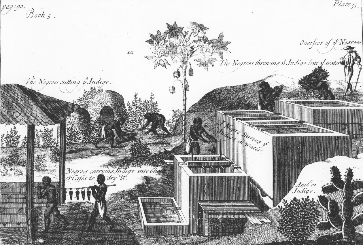 Fremstilling af indigofarve med slavearbejde: Vestindien eller Mellemamerika, 1725 af Unbekannt