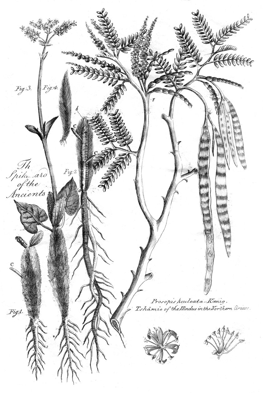 Prosopis Aculeata, 1799 af Unbekannt