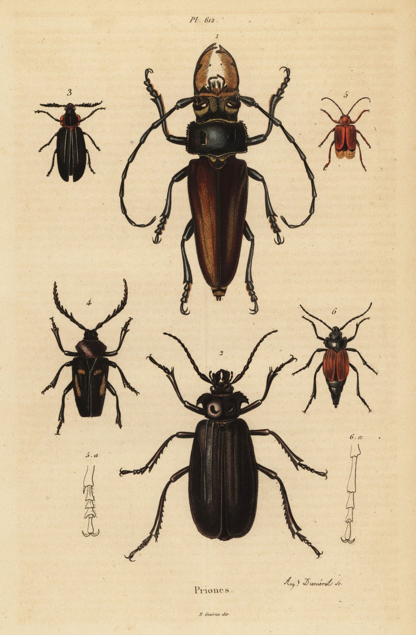 Psalidognathus friendii 1, Madre de la Culebra, Acanthinodera cumingii 2, Allocerus dilaticorne 3, Callipogos barbatus 4, Anacolus sanguineus 5 og Prionus flavipennis 6 af Unbekannt