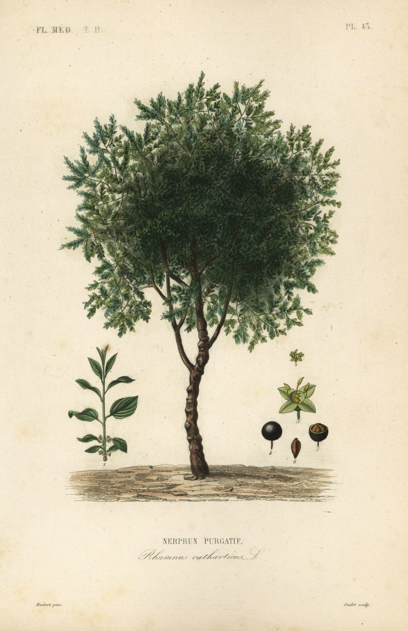 Udrensning af havtorntræ, Rhamnus cathartica, Rhamnus catharticus, Nerprun purgatif af Unbekannt