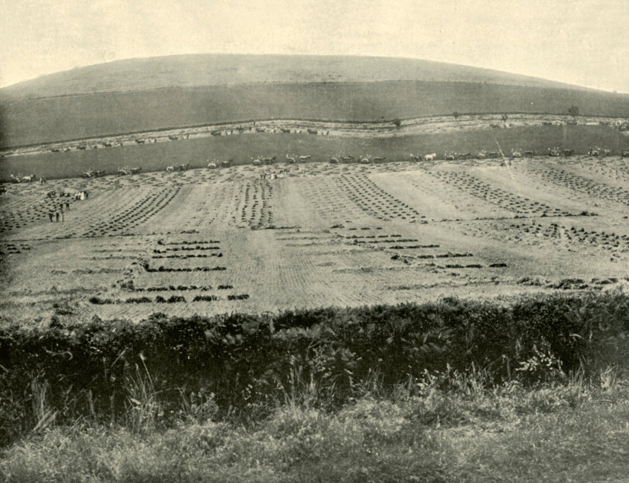 Reaper & Binder Competition, Mount Blowhard, nær Ballarat, 1901. af Unbekannt
