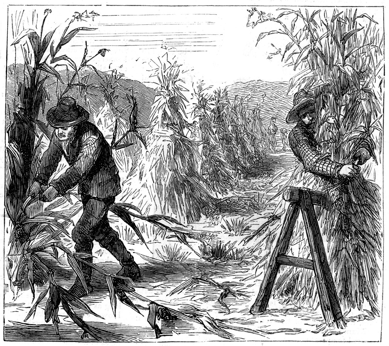 Høst og opsugning af majs til tørre, Lake Drie, Canada, 1880 af Unbekannt
