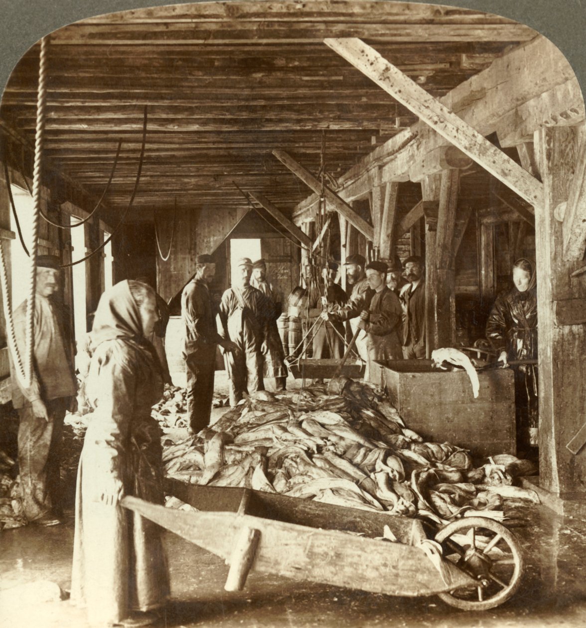 Modtagelse af fisk fra søfartøjer og pakning til eksport - fiskelager, Aalesund, Norge, c1905. af Unbekannt