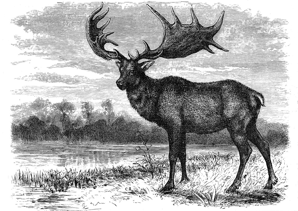Rekonstruktion af den irske elg Megaloceros, c1880 af Unbekannt