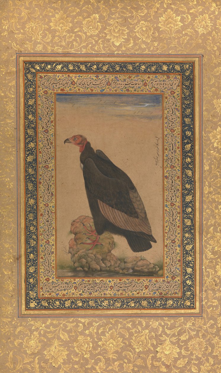 Red-Headed Vulture, Folio fra Shah Jahan Album, recto og verso: begyndelsen af det 19. århundrede. af Unbekannt