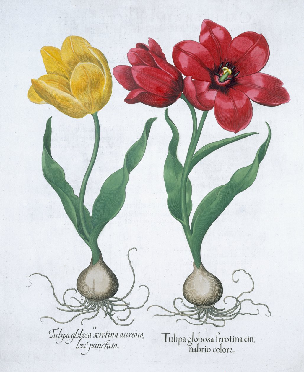 Rød og gul tulipan, 1613 af Unbekannt