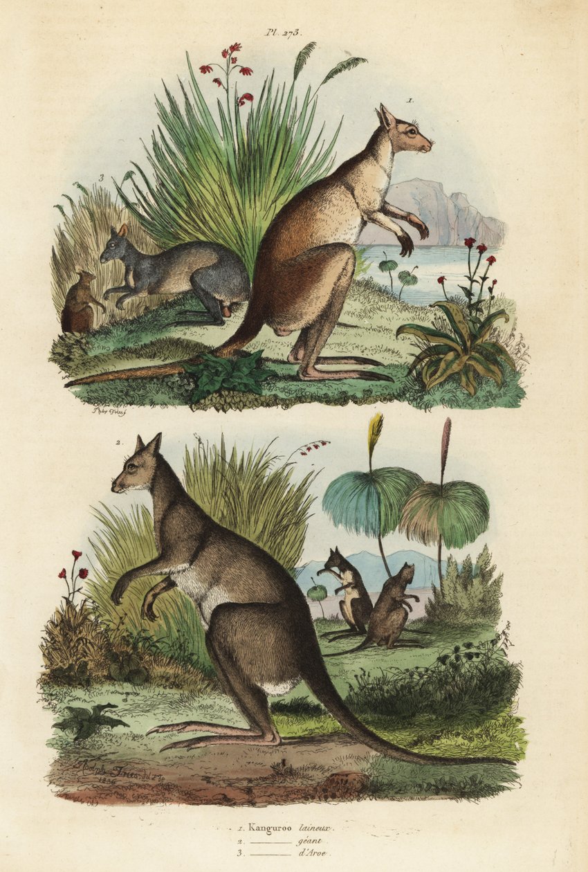 Rød kænguru, Macropus rufus 1, østlig grå kænguru, Macropus giganteus 2 og mørk wallaby, Thylogale brunii 3 af Unbekannt