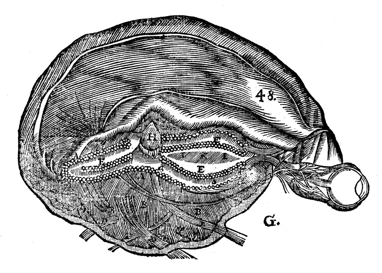 Rene Descartes diagram over den menneskelige hjerne og øje, 1692 af Unbekannt