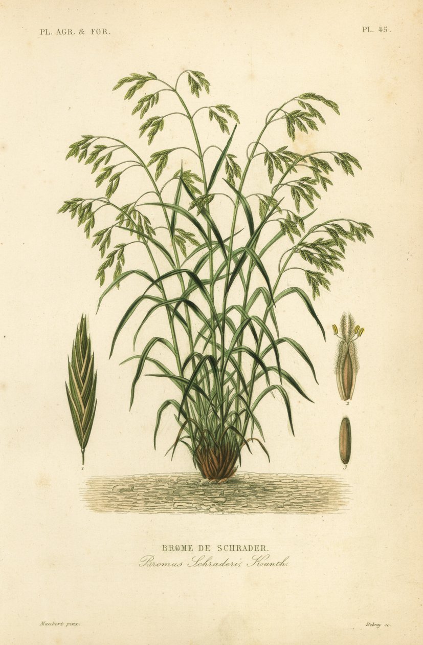 Redningsgræs, eller Schraders bromegræs, Bromus catharticus, Bromus schraderi, Brome de Schrader af Unbekannt