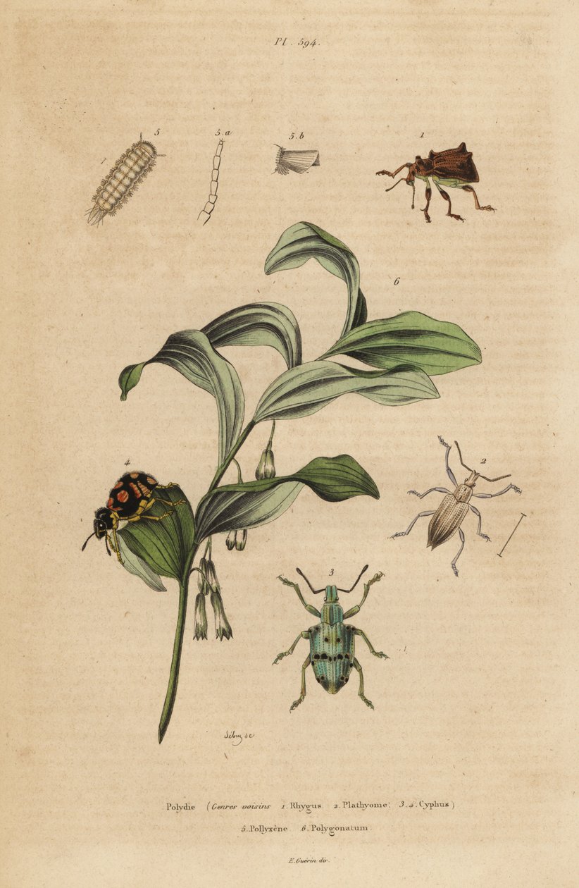 Rhigus, Platyoma og Cyphus snudebiller, børstet tusindben, Polyxenus pilsner og Kong Salomons-sæl, Polygonatum odoratum af Unbekannt