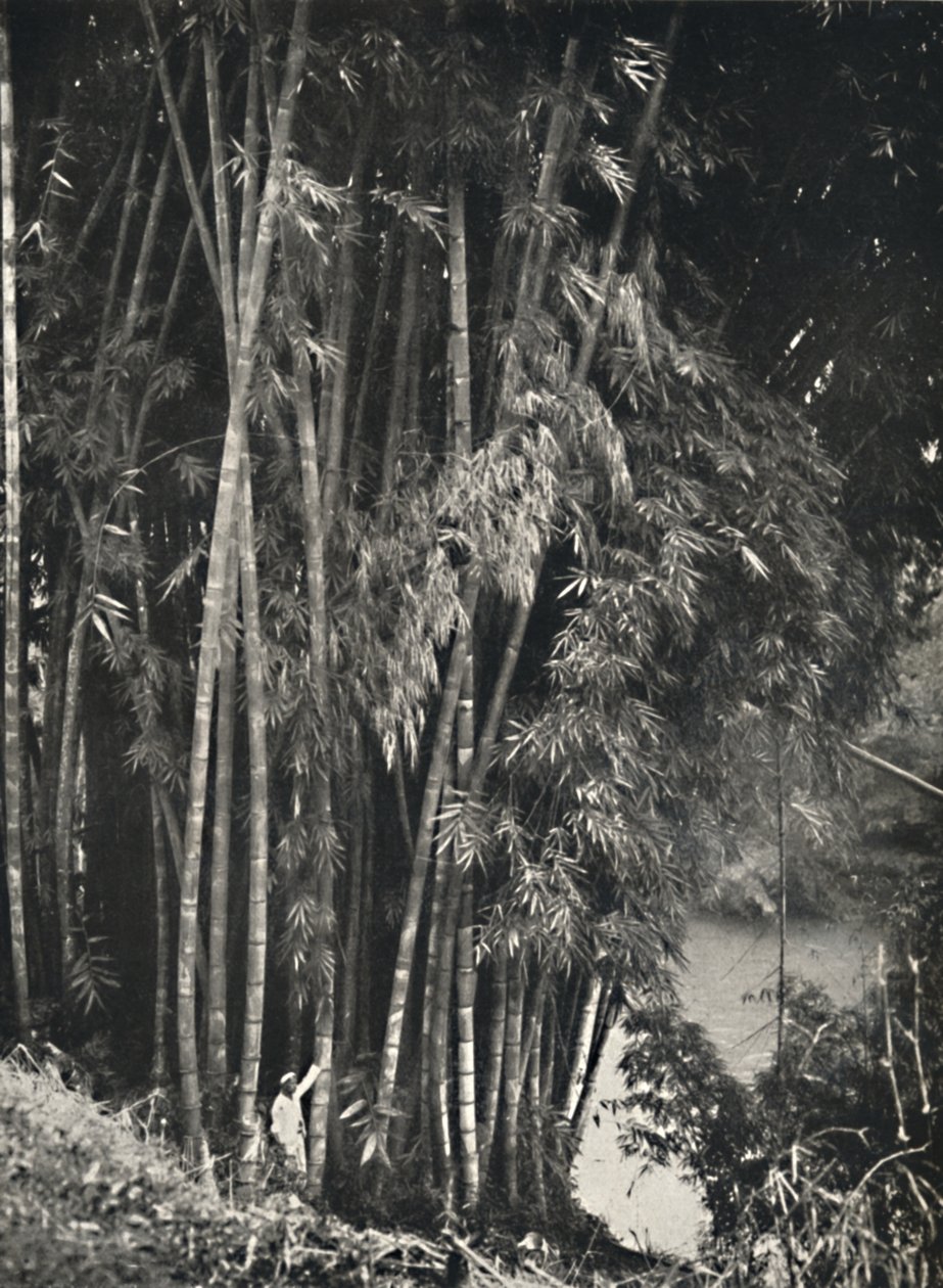 Riesenbambus Dendrocalamus giganteus i Peradeniya bei Kandy, 1926 af Unbekannt