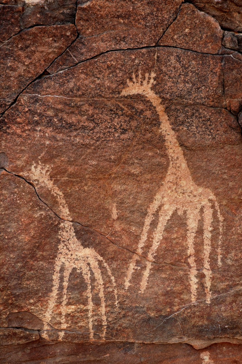 Klippekunst, forhistorie: Detalje af en gravering af giraffer i Uweinat-massivet, Egypten. (Periode fra 8000 til 3000 år f.Kr.). Fotografering af Unbekannt