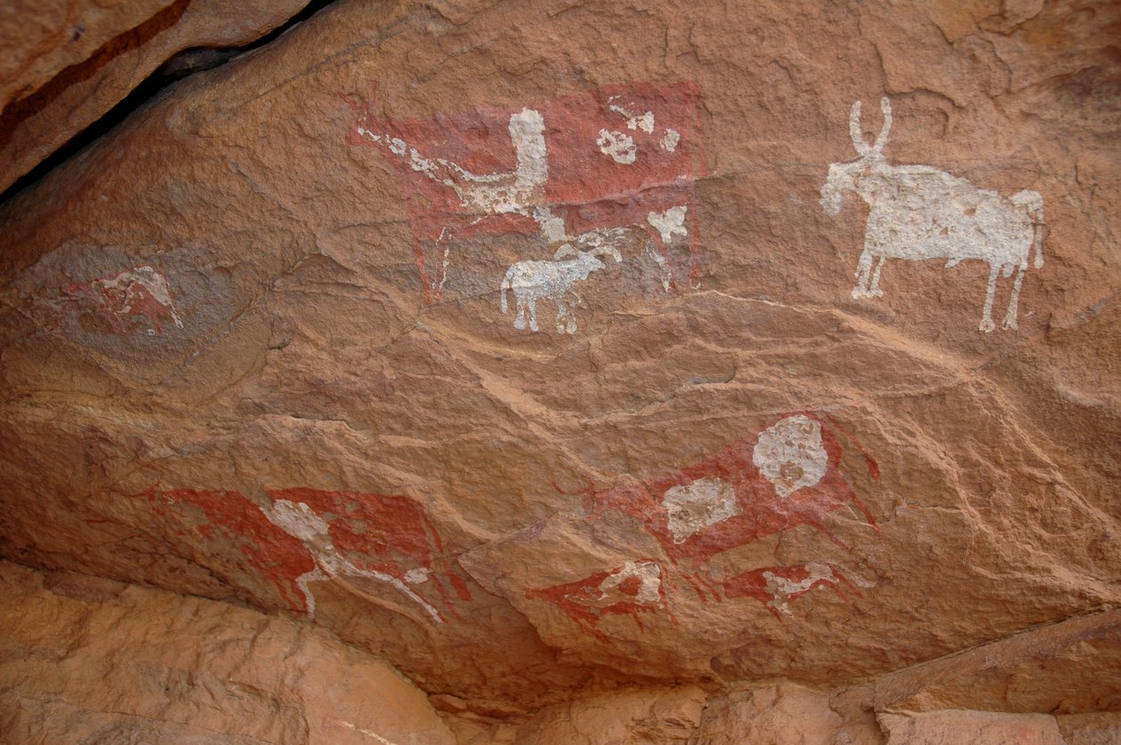 Klippekunst, forhistorie: Klippemaleri af en gruppe kvæg og får i et udsmykket husly i Uweinat-massivet, Sudan (Karkur-Talh eller Karkur Talh). Periode fra 8000 til 3000 år f.Kr. Fotografering af Unbekannt
