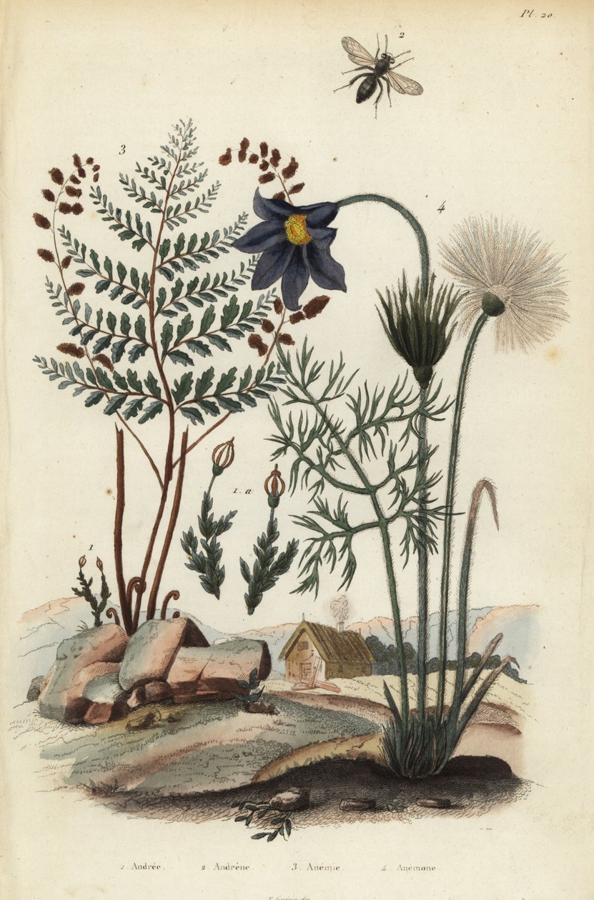 Stenmos, Andraea rupestris 1, Minebi, Andrena agilissima 2, Blomstrende bregne, Anæmi adiantifolia 3 og Pasque-blomst, Anemone pulsatilla af Unbekannt