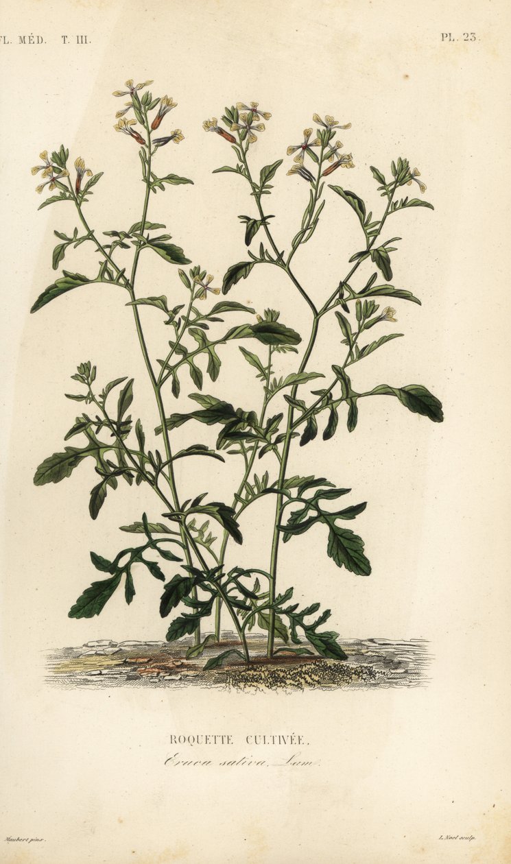 Raket eller rucola, Eruca vesicaria, Eruca sativa, Roquette cultivare af Unbekannt