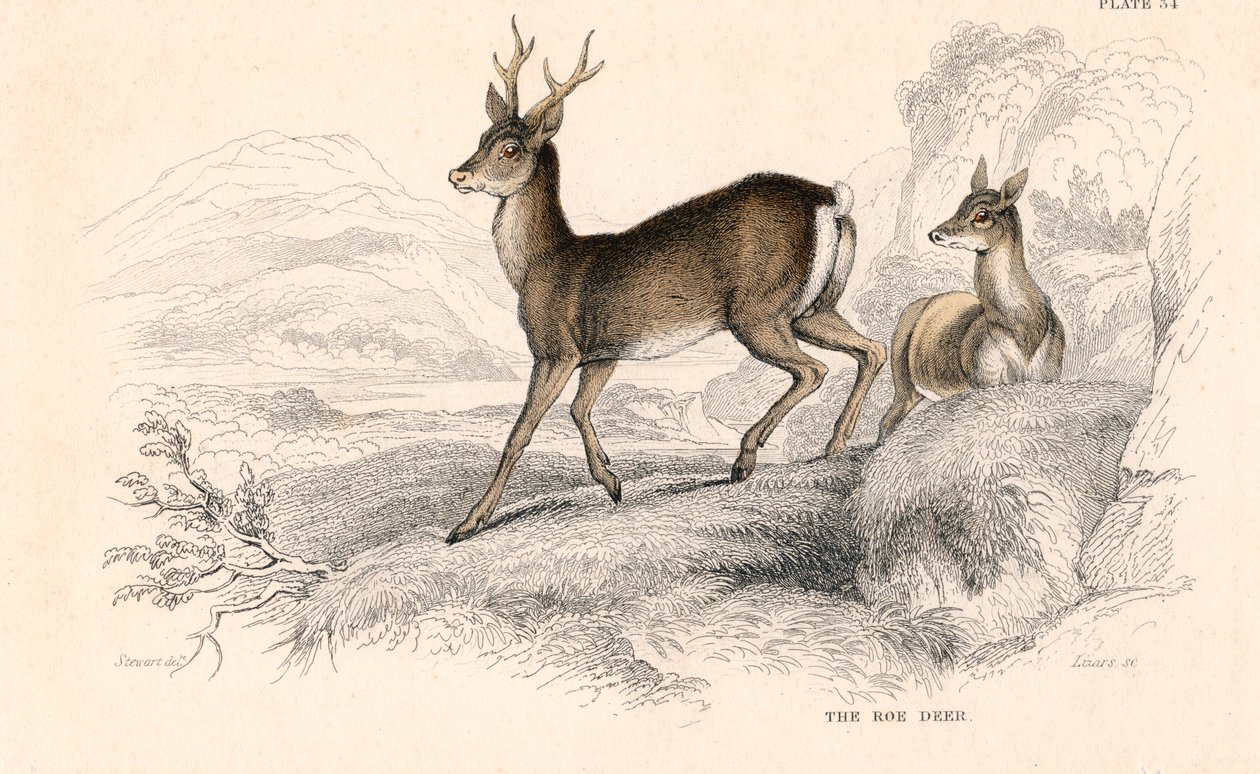 Rådyr Capreolus capreolus, eurasisk hjorteart, 1828 af Unbekannt